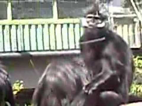 Monkey BlowJob