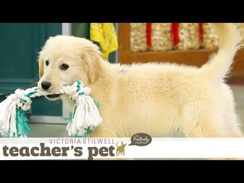 eHowPets - Follow eHow Pets for regular tips from Victoria Stilwell and more: http://www.youtube.com/subscription_center?add_user=ehowpets Puppies explore the world wit...