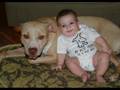 Pit Bull Myths