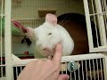 Tami Chinchilla gets her Daily Scritches
