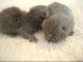 Tammys Litter 2007