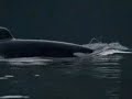 Orcinus Orca Orcinus Orca