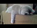 funny sleeping cat - YouTube