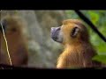Mandina Lodges - The Gambia Experience Mandina Lodges - The Gambia Experience