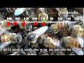 Видео - Как пчелиная матка откладывает яйца