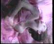 Cathy-Dennis-Irresis