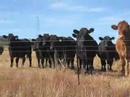 ABFC Gathering 08, Cowra - Day 4