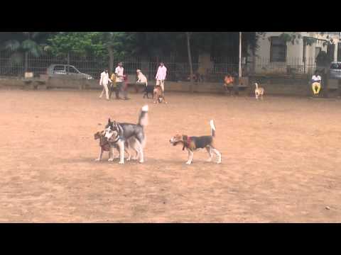 siberian husky