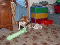 the-muppet-show-harrry-belafonte-vs-animal-drum-battle.html