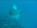www.turkdivers.com