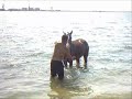 The thermal horse
