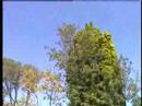 swooping magpie