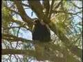 swooping magpie