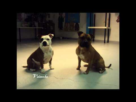 staffature bull terrier