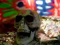 El Guincho Palmitos Park Official Music Video and Lyrics