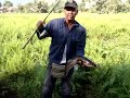 Ikan Haruan 2.7kg Ikan Haruan 2.7kg