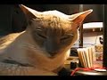 1 Six Sec. Video Gonna Make You Laught 5 min