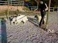 Terapia perros nordicos 3