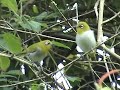 Oriental white eye birds - Sholayar forest,Valparai