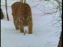 MANCHURIAN TIGER