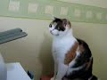 Gato Lutando com a Impressora (Muito Engraçado)