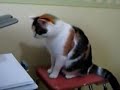 Gato Lutando com a Impressora (Muito Engra�ado)