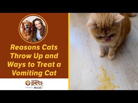 Reasons Cats Throw Up and Ways to Treat a Vomiting Cat