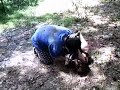 Serpant vs Edward part 2