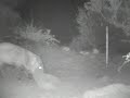 Javelina Rumble Javelina Rumble