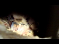 Mama English Budgie feeding baby