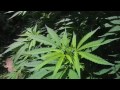 Marijuana Outdoor Grow 2008 part.1 Marijuana Outdoor Grow 2008 part.1