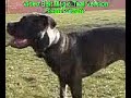 dogo canario(name:beuty:alter:9 monate)