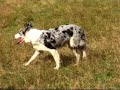 Treino para Provas de Pastoreio (Canil Sol do Sul)