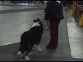 Sadie at the Dog Show