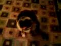 Mullet pug (MOV00194.3GP) Mullet pug (MOV00194.3GP)