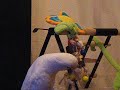 Kanou spelend Kanou spelend