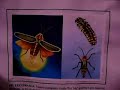 Album de chocolatinas Jet; Zoologia 2/4