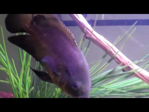 how to grow oscar faster