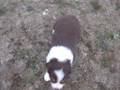 Aussie Mimi