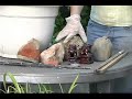 Interior & Exterior Potted Plants : Anchoring a Potted Plant Interior & Exterior Potted Plants : Anchoring a Potted Plant