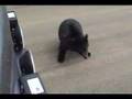 Black Bear Cubs
