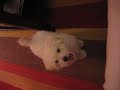 Jazmin playing