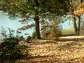 videos de 8 pointer