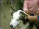 Borage the Alaskan Husky