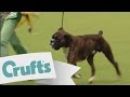 Crufts 2009 Working Group winner