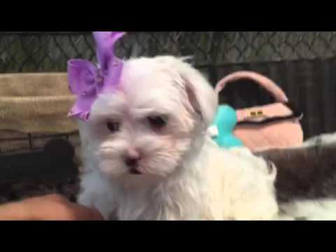 Adorable female Maltese Puppy!