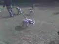 the dogwalker