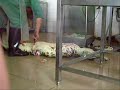 Killing the crocodile in China Guangzhou ZOO Killing the crocodile in China Guangzhou ZOO