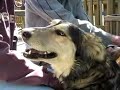 Animal Rescue Foundation of Ontario .. a short video explaining the adoption process