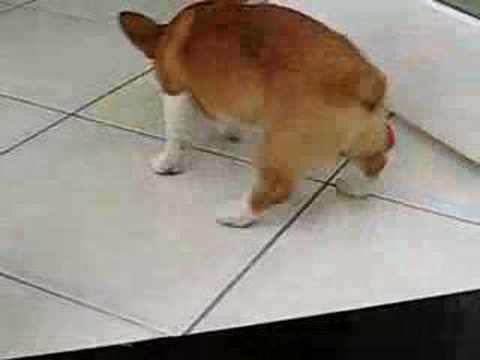 Cute video dogs 